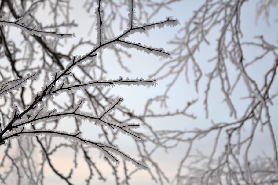 Branch, Nature, Birch, Trees, forest, winter, frost, snow, snowflakes HD wallpaper