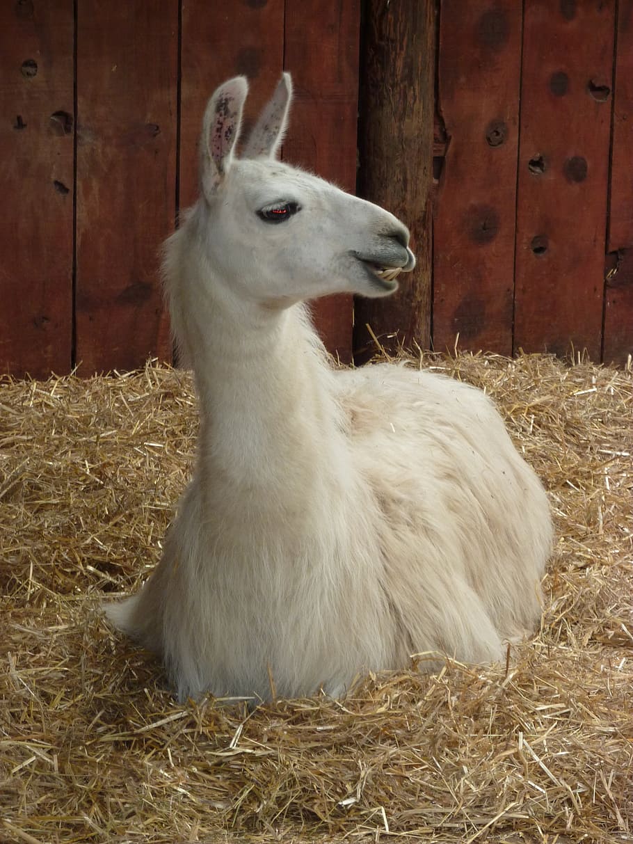 llama, camelid, wool, peru, farm, livestock, exotic, animal HD wallpaper