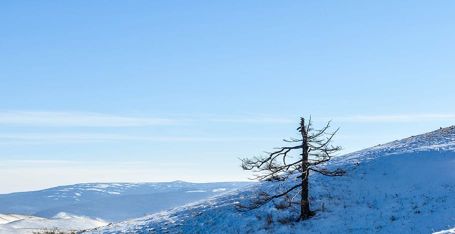 mountain, tree, single, dried, dry tree, winter, snow, outdoor HD wallpaper