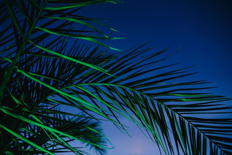 Illuminated palm trees, abstract, green, nature, leaf, leaves, HD wallpaper