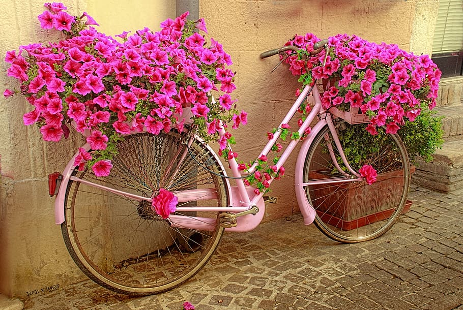photography pink bicycle planting rack with purple flowers, rosa