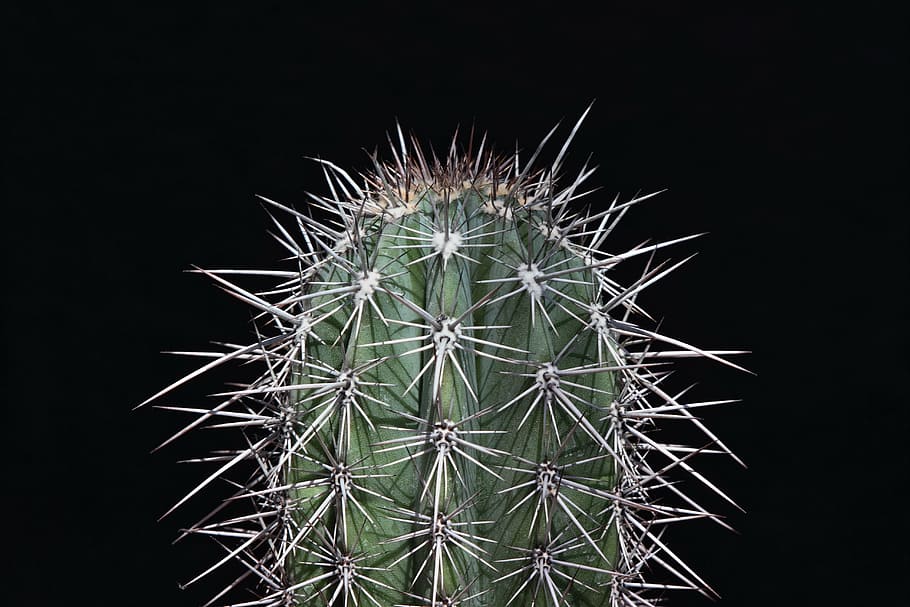 selective focus photo of green cactus plant, sting, prickly HD wallpaper