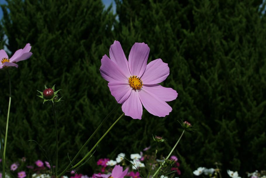 Flowers, Landscape, Cosmos, nature, plant, outdoors, summer HD wallpaper