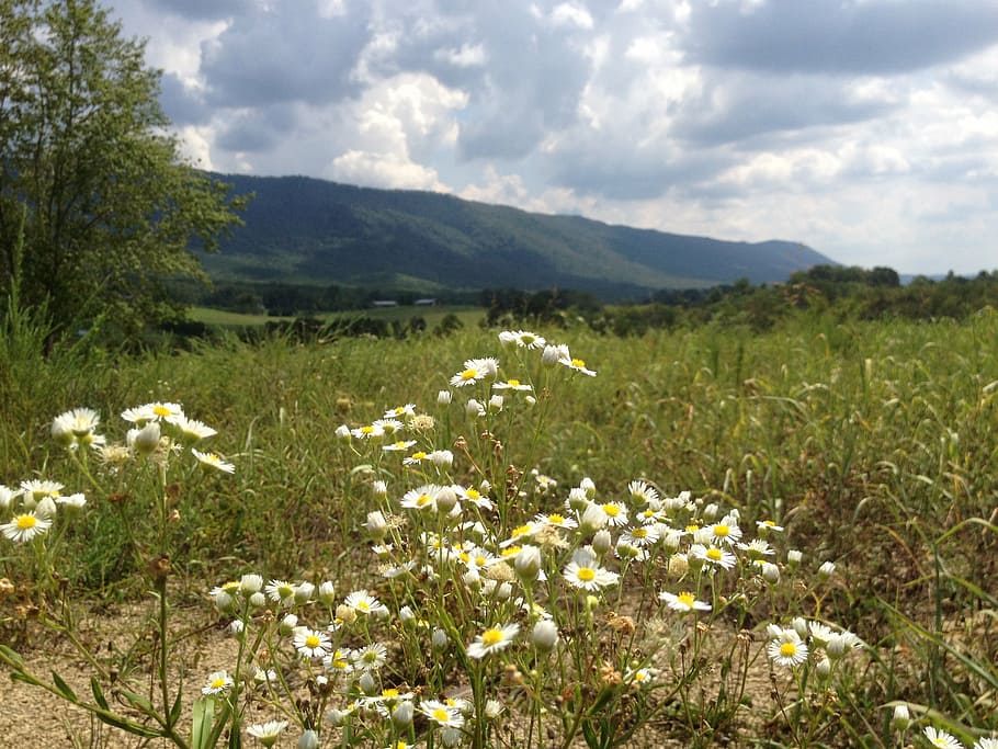 fields, daisies, tennessee, nature, flower, meadow, summer HD wallpaper