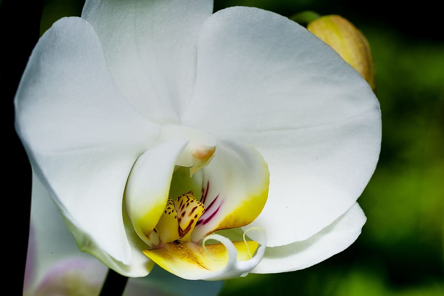 Orchid, Macro, Blossom, Bloom, Flower, close, plant, nature HD wallpaper