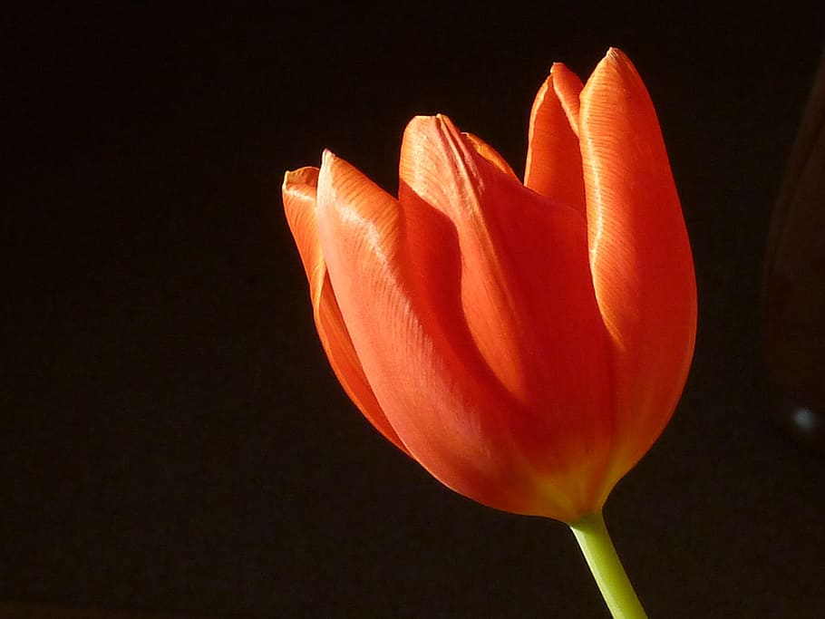 tulip, red, spring, blossom, bloom, nature, red tulips, colorful HD wallpaper