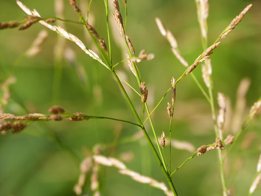 grass, close, grasses, plant, macro, wild grasses, nature, green HD wallpaper
