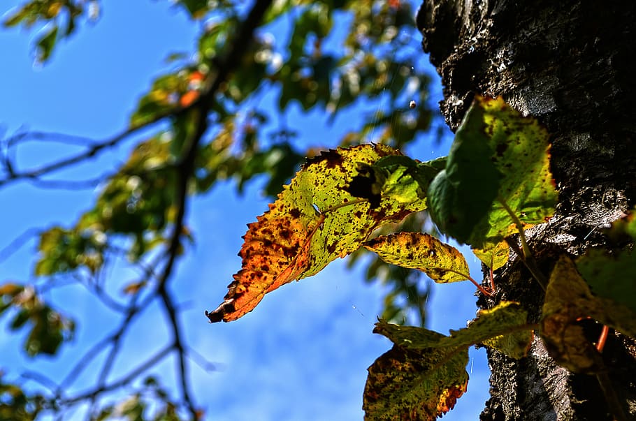 let, nature, branch, tree, sheet, colored, autumn, plant, leaf HD wallpaper