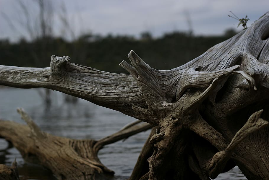 selective focus photo of brown driftwood, selective focus photography of drift wood, HD wallpaper