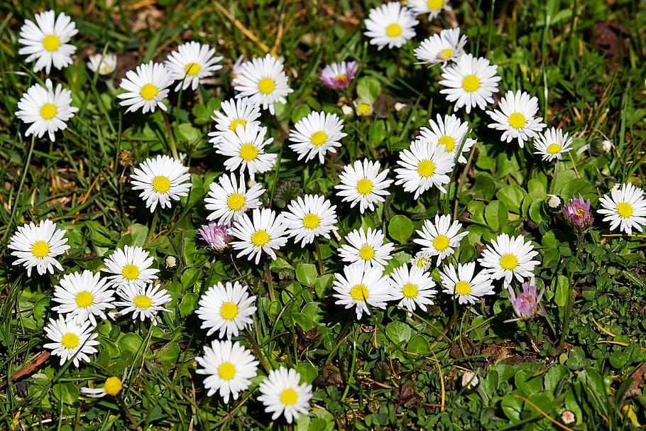 white sunflowers, daisy, bellis, tausendschön, bloom, spring, HD wallpaper