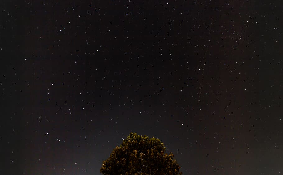 constellation, night, sky, starry sky, stars, tree, star - space HD wallpaper