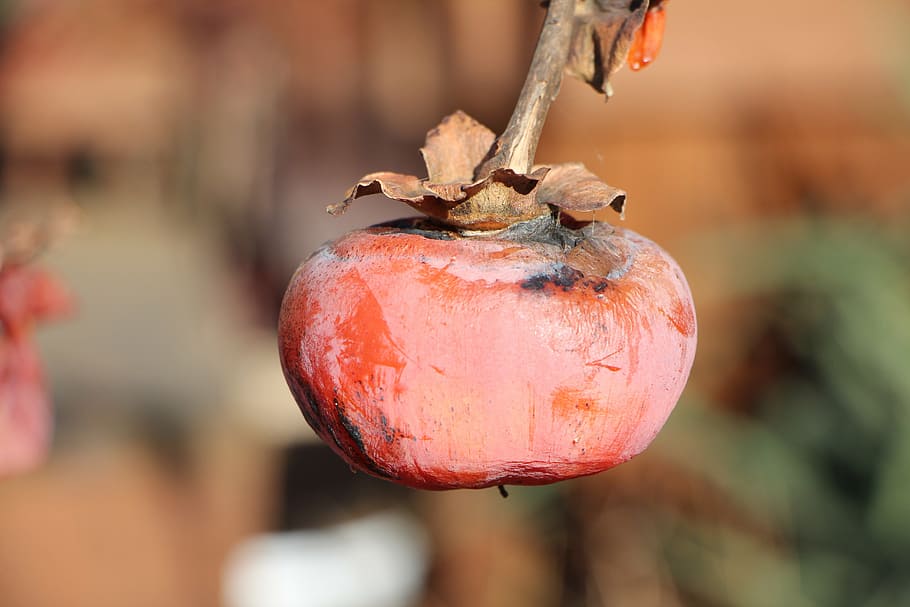 persimmon, fruit, winter, nature, focus on foreground, food HD wallpaper