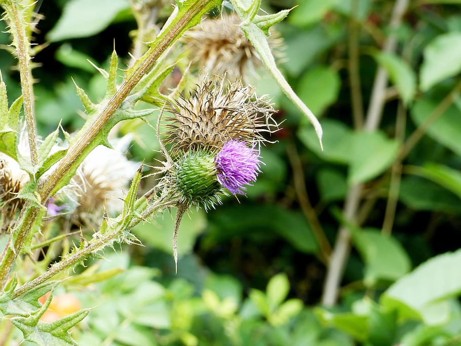 thistle, blossom, bloom, prickly, nature, plant, green, growth HD wallpaper