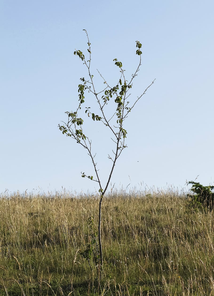 young tree, branches, lean, only, prairie, drôme, nature, plant HD wallpaper