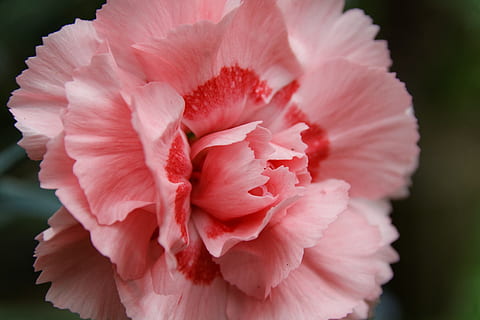 selective focus photography of pink carnation flower, nature HD wallpaper