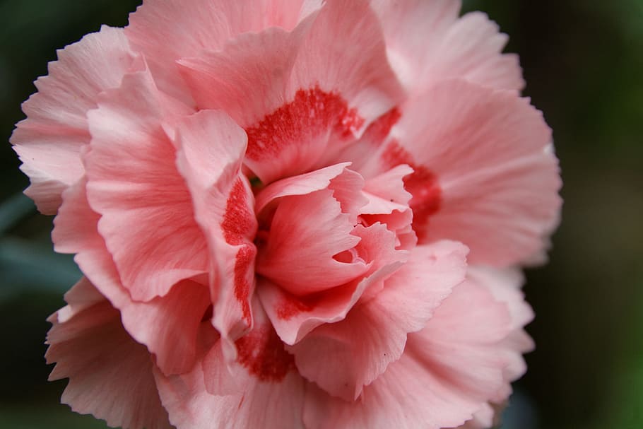 selective focus photography of pink carnation flower, nature HD wallpaper