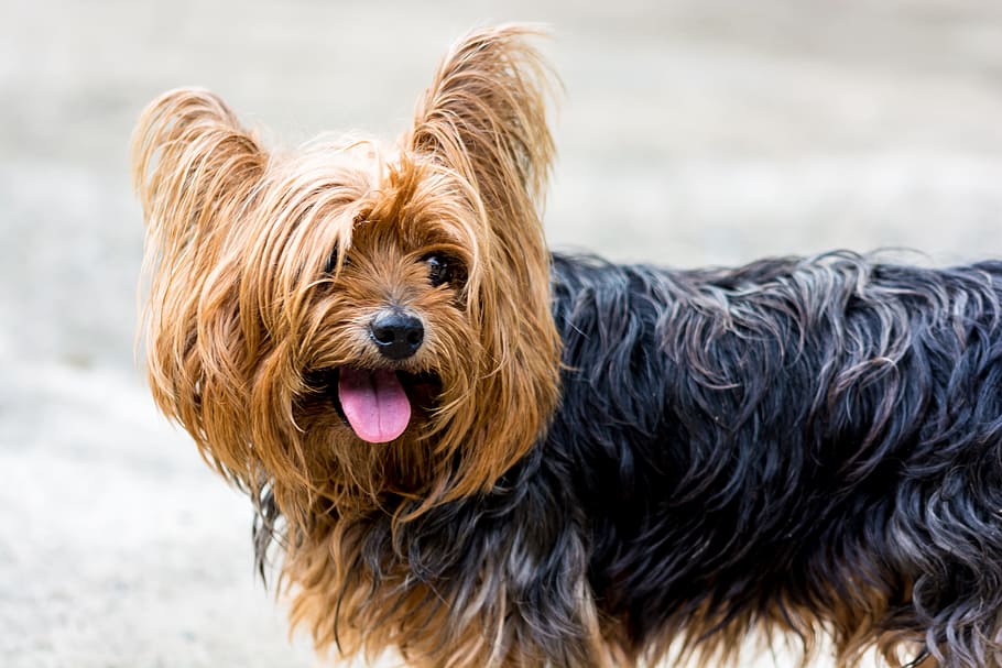 black and brown long coated dog, small dog, pets, animal, purebred Dog, HD wallpaper
