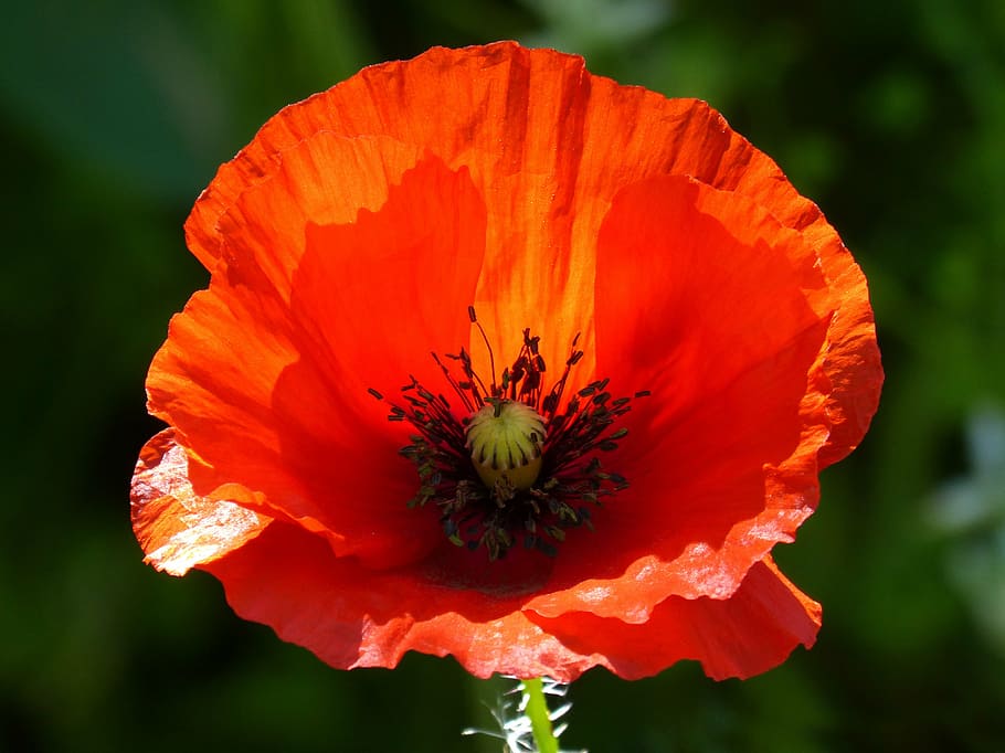 poppy, ababol, rosella, translucent, spring, beauty, red, flowering plant, HD wallpaper