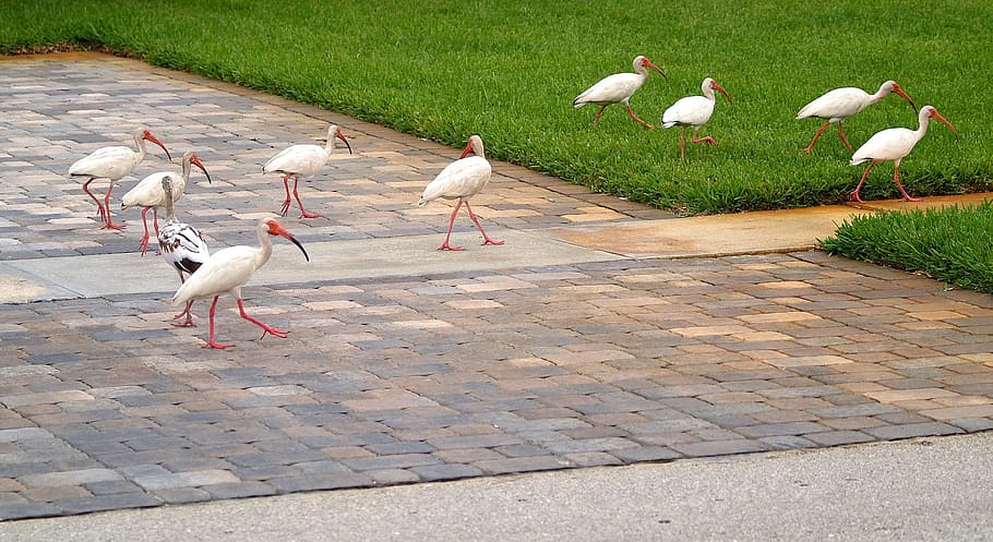 flock of white long-beaked birds on the grounds, ibis, group HD wallpaper