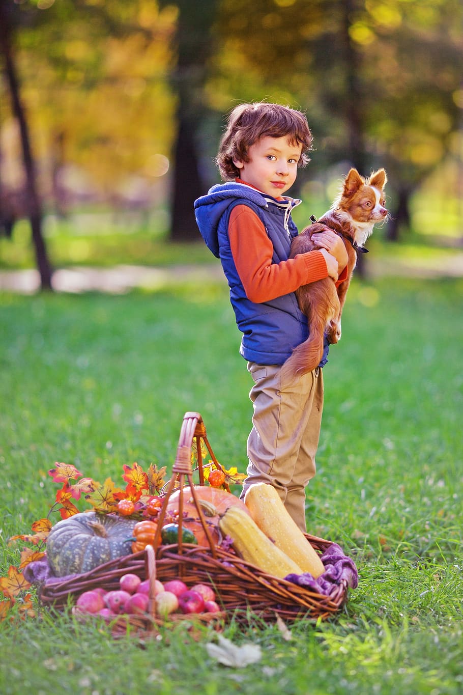 boy holding brown Chihuahua outdoor, forest, dog, pet, little dog and the boy HD wallpaper