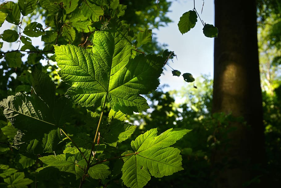 Forest, Leaves, Light, Nature, Green, sun, tree, foliage, shadow HD wallpaper