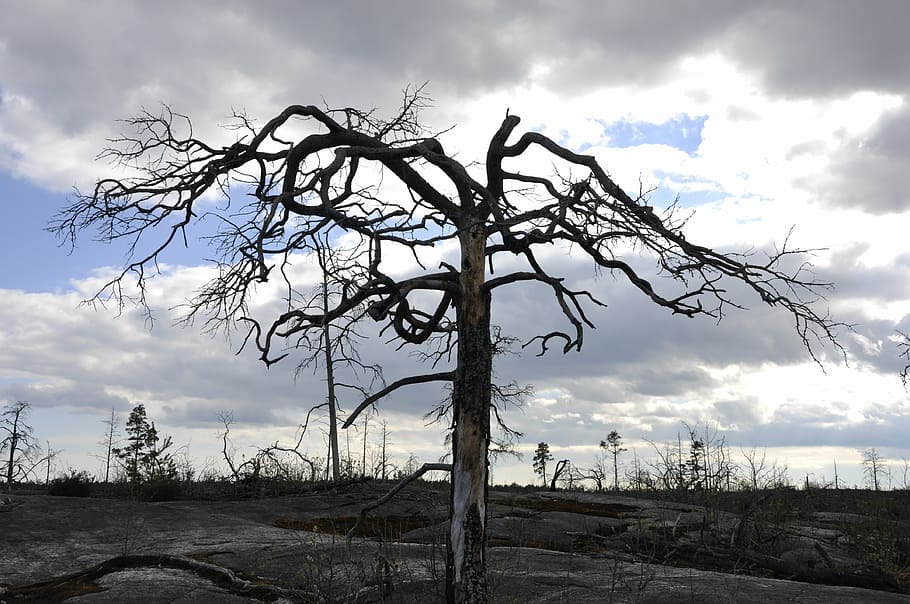bare tree under cloudy sky, dead tree, forest fire, nature HD wallpaper