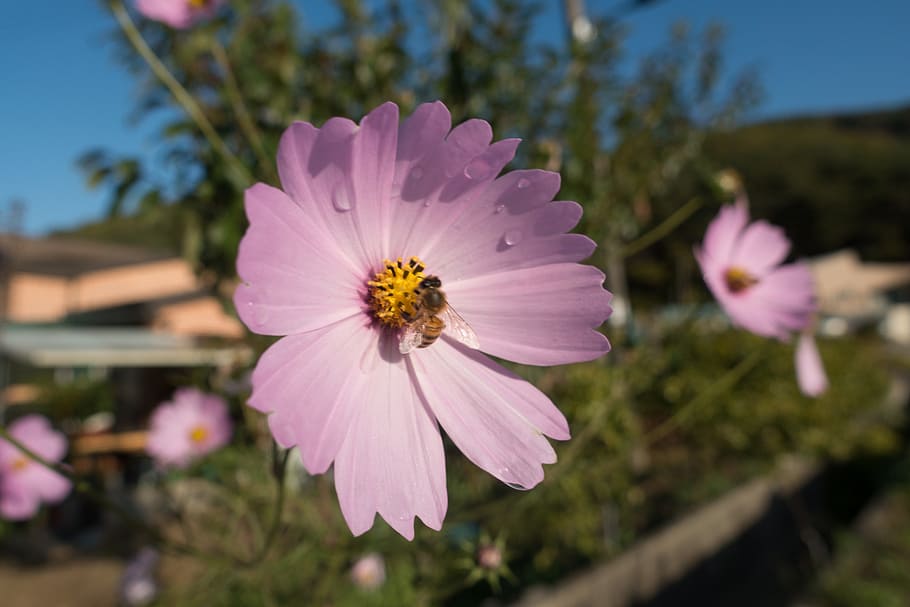 bee, cosmos, flora, flower, flowering plant, garden cosmos HD wallpaper
