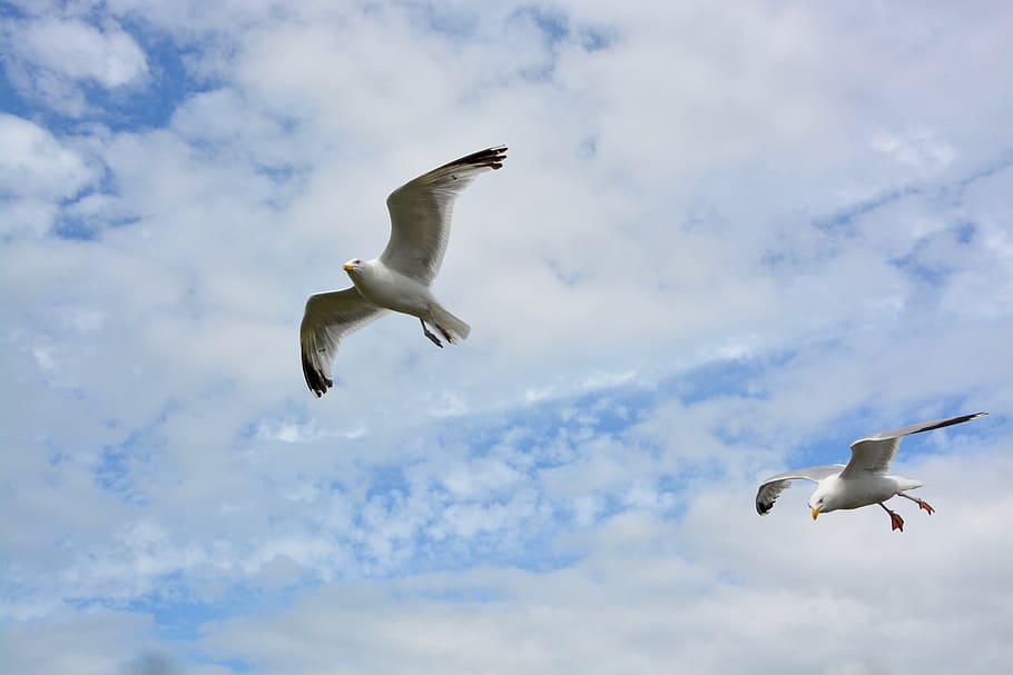 gulls, flight, wings, cloudy sky, seagull flies, seabird, animal HD wallpaper