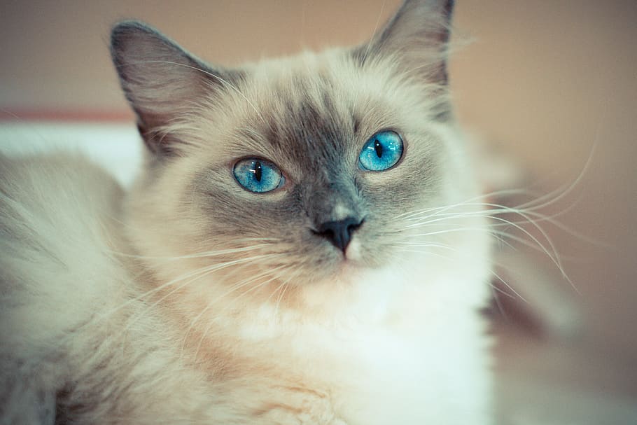 selective focus photography of white Siamese cat, kitty, cat with blue eyes, HD wallpaper