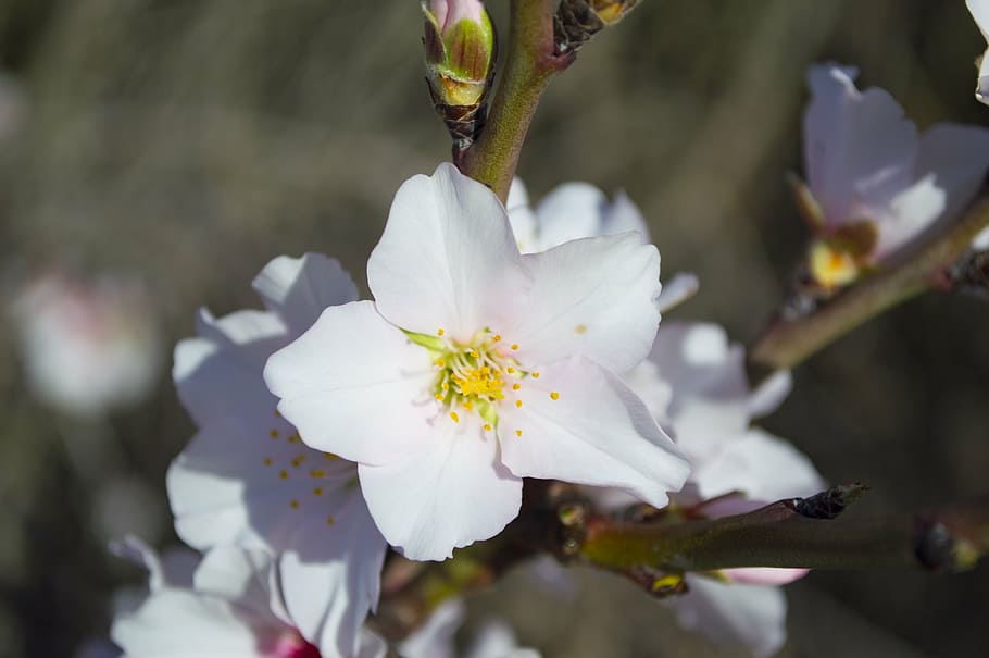 branch, flora, flowers, tree, white, flowering plant, freshness HD wallpaper