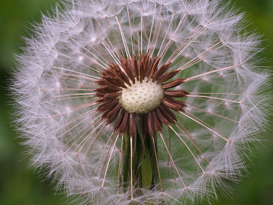 dandelion, seed, macro, nature, flower, fragility, dandelion seed HD wallpaper