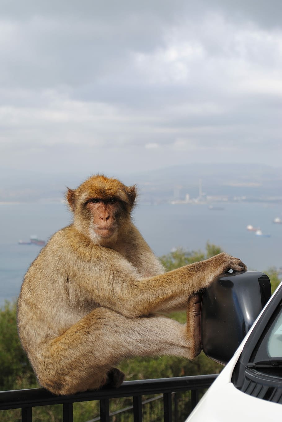 Monkey, Gibraltar, Spain, England, Rock, one animal, animals in the wild, HD wallpaper