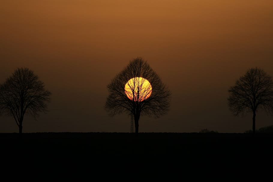 moon covered with bare tree, abendstimmung, setting sun, evening sky HD wallpaper