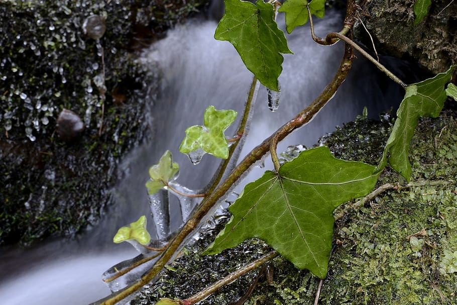 ivy, bach, winter, leaf, plant part, water, growth, green color HD wallpaper
