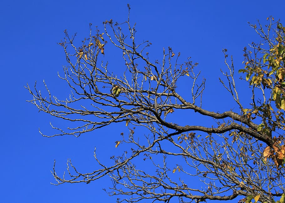 bare branches, tree, twigs, winter, leaves, sparse, sky, blue HD wallpaper