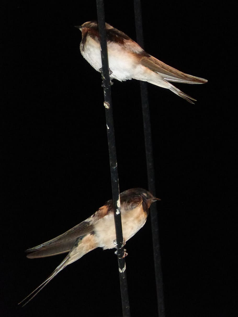 swallows, cables, sleep, night, hirundo rustica, animal themes HD wallpaper