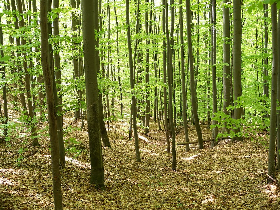 Deciduous, Forest, Spring, Nature, tree, woodland, green Color HD wallpaper