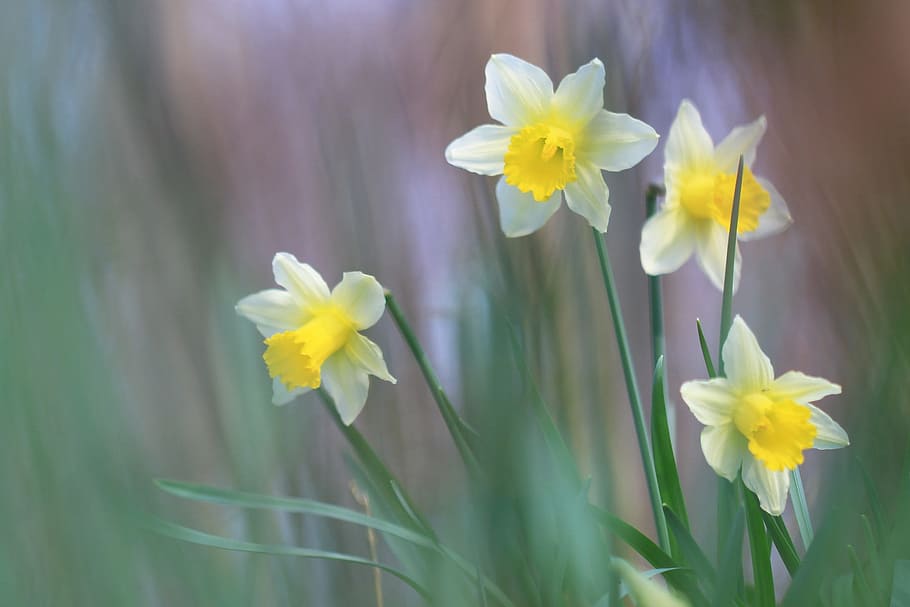daffodils, yellow, flower, spring, nature, petal, plant, flora HD wallpaper