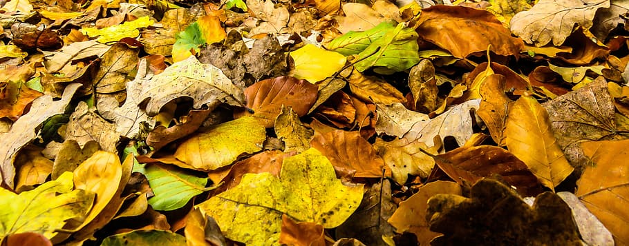 dried maple leaves, nature, time of year, autumn, banner, header, HD wallpaper