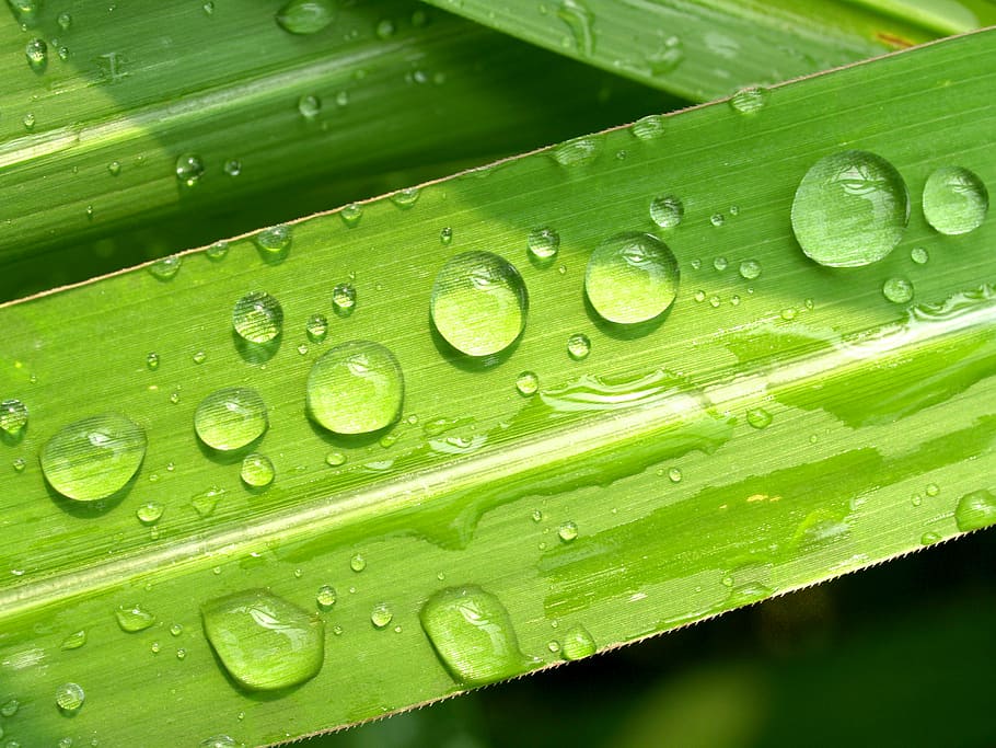 water drop of green leaf close up photography, drops, grass, dew, HD wallpaper