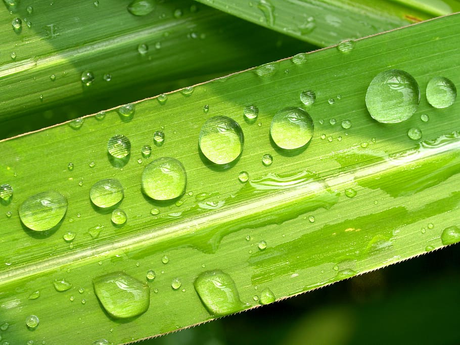 water drop of green leaf close up photography, drops, grass HD wallpaper