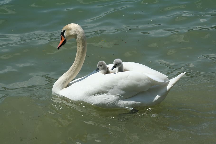 white swan, lake, waters, bank, chicken, baby swans, mother, transport, HD wallpaper