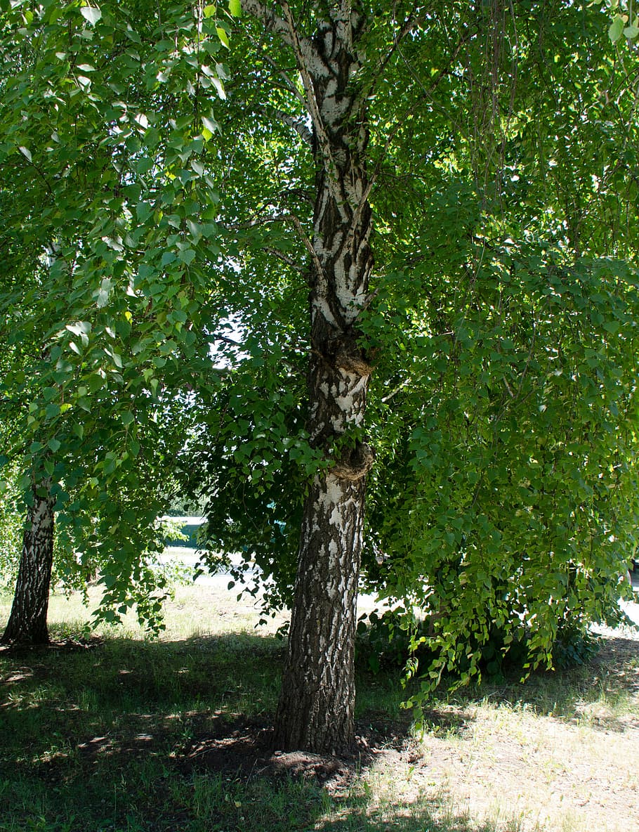 birch, tree, leaves, nature, spring, greens, living nature HD wallpaper