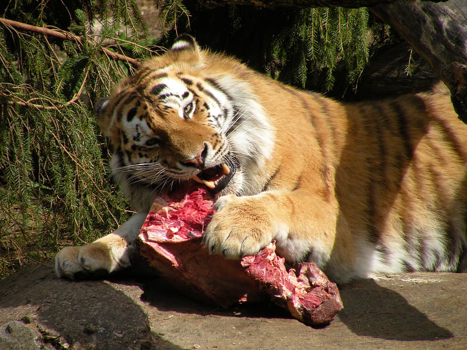 re, mat, meat, tiger, predators, animals, raw, fauna, wild fauna and flora HD wallpaper