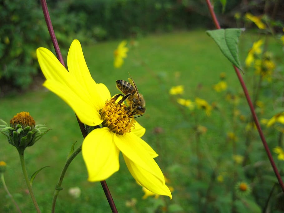bee, insect, blossom, bloom, yellow, pollen, nature, summer HD wallpaper