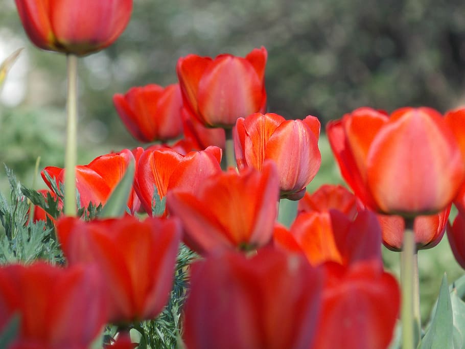 spring, tulip, spring flowers, flowering plant, freshness, vulnerability HD wallpaper