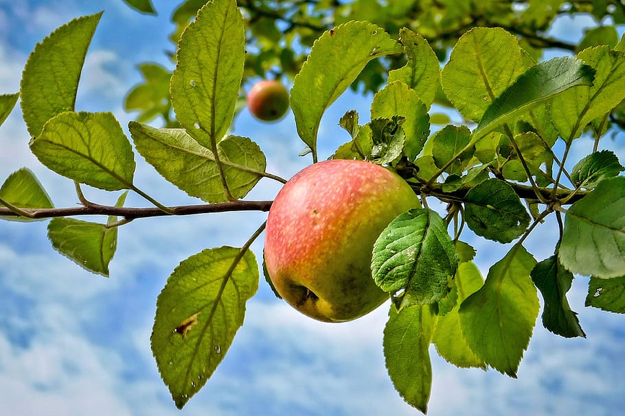 Apple, Fruit, sky, nature, leaf, tree, food, branch, ripe, freshness HD wallpaper