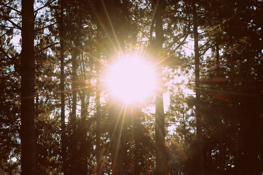 forest with sunrays, trees, nature, sun rays, sunlight, brilliance HD wallpaper