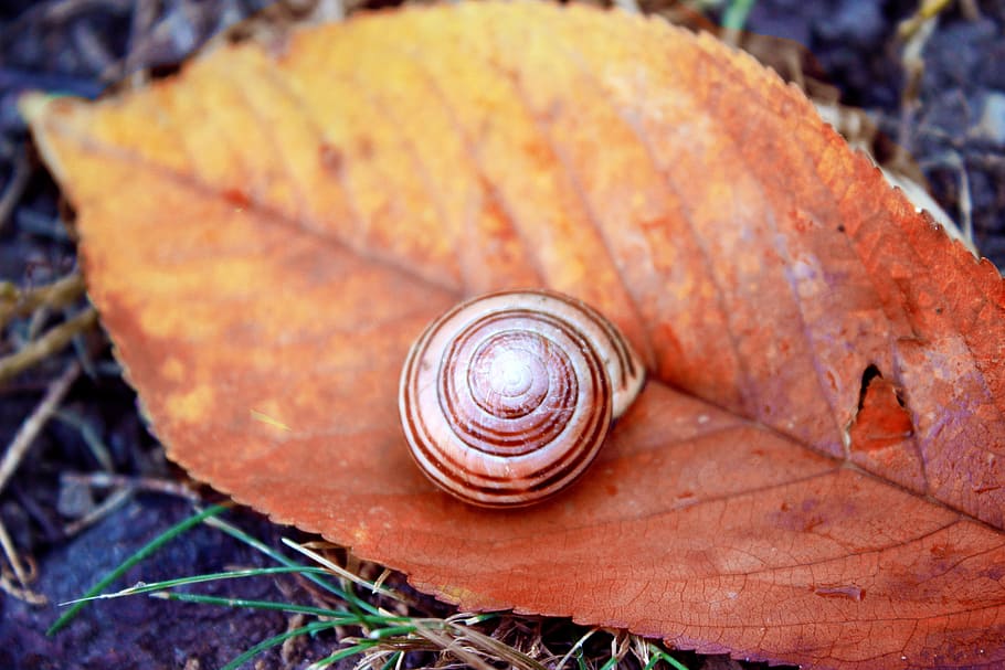 snail, november, autumn, fall, shell, animal shell, mollusk HD wallpaper