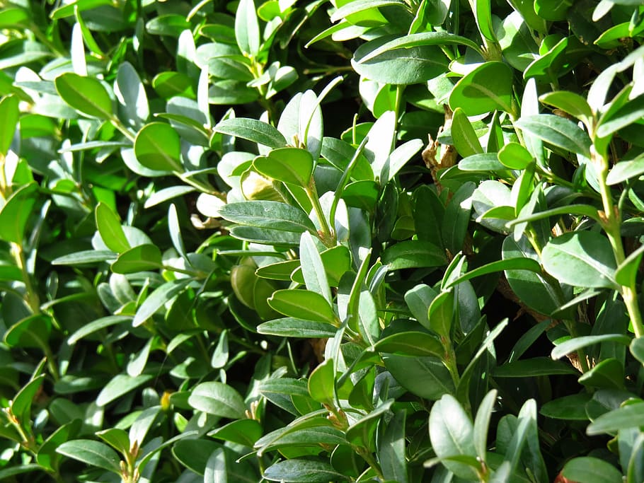 book, boxwood, bush, periwinkle, green, common boxwood, buxus sempervirens, HD wallpaper